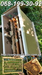 Пчёлы: пчелопакеты и плодные матки.
